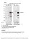Rah1 antibody, PA5-45121, Invitrogen Antibodies, Western Blot image 