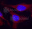 Protein Tyrosine Phosphatase Non-Receptor Type 6 antibody, AP0440, ABclonal Technology, Immunofluorescence image 