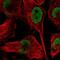 Heterogeneous Nuclear Ribonucleoprotein D Like antibody, NBP2-38806, Novus Biologicals, Immunofluorescence image 