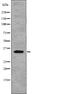 MYD88 Innate Immune Signal Transduction Adaptor antibody, PA5-64835, Invitrogen Antibodies, Western Blot image 
