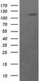 RAS P21 Protein Activator 1 antibody, M01929, Boster Biological Technology, Western Blot image 
