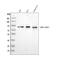 Amine Oxidase Copper Containing 1 antibody, A08386-1, Boster Biological Technology, Western Blot image 