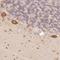 Family With Sequence Similarity 189 Member A2 antibody, NBP2-38825, Novus Biologicals, Immunohistochemistry frozen image 