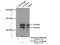 Coiled-Coil And C2 Domain Containing 1A antibody, 16816-1-AP, Proteintech Group, Immunoprecipitation image 