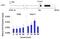 Ribosomal Protein S6 Kinase A1 antibody, PA5-17901, Invitrogen Antibodies, Chromatin Immunoprecipitation image 