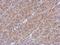 Ankyrin Repeat And SOCS Box Containing 8 antibody, NBP2-15484, Novus Biologicals, Immunohistochemistry frozen image 