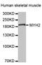 Myosin Heavy Chain 2 antibody, STJ24663, St John