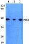 Pregnancy Specific Beta-1-Glycoprotein 3 antibody, PA5-75767, Invitrogen Antibodies, Western Blot image 