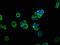 MS2 antibody, LS-C669873, Lifespan Biosciences, Immunofluorescence image 