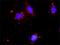 Serine/threonine-protein kinase NLK antibody, H00051701-M02, Novus Biologicals, Proximity Ligation Assay image 