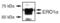 Endoplasmic Reticulum Oxidoreductase 1 Alpha antibody, PA1-46120, Invitrogen Antibodies, Western Blot image 