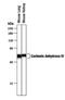 Carbonic Anhydrase 4 antibody, PA5-47312, Invitrogen Antibodies, Western Blot image 