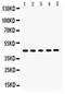 Sirtuin 7 antibody, PA5-79999, Invitrogen Antibodies, Western Blot image 