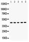 Sirtuin 7 antibody, PA5-79999, Invitrogen Antibodies, Western Blot image 