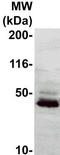 Ephrin-B3 antibody, TA354547, Origene, Western Blot image 