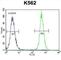 Keratin 25 antibody, abx026176, Abbexa, Western Blot image 
