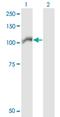 Rho Guanine Nucleotide Exchange Factor 1 antibody, H00009138-M02, Novus Biologicals, Western Blot image 