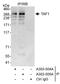 TATA-Box Binding Protein Associated Factor 1 antibody, A303-505A, Bethyl Labs, Immunoprecipitation image 