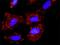 Cullin 1 antibody, H00008454-D01P, Novus Biologicals, Proximity Ligation Assay image 