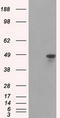 Heterogeneous Nuclear Ribonucleoprotein F antibody, LS-C114879, Lifespan Biosciences, Western Blot image 