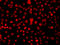 Heterogeneous Nuclear Ribonucleoprotein A1 antibody, LS-C349188, Lifespan Biosciences, Immunofluorescence image 
