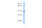 Lipoic Acid Synthetase antibody, 30-437, ProSci, Enzyme Linked Immunosorbent Assay image 