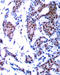 Jun Proto-Oncogene, AP-1 Transcription Factor Subunit antibody, STJ22209, St John