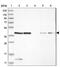 Prune Exopolyphosphatase 1 antibody, NBP1-84055, Novus Biologicals, Western Blot image 