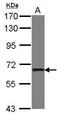 Poly(U) Binding Splicing Factor 60 antibody, GTX102051, GeneTex, Western Blot image 