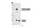 Glycogen Synthase 1 antibody, 3891S, Cell Signaling Technology, Western Blot image 