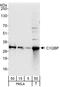 Complement component 1 Q subcomponent-binding protein, mitochondrial antibody, A302-861A, Bethyl Labs, Western Blot image 