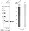 SH3 Domain Binding Glutamate Rich Protein Like antibody, NBP2-33609, Novus Biologicals, Western Blot image 