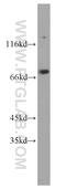 THO Complex 1 antibody, 10920-1-AP, Proteintech Group, Western Blot image 