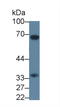 Caspase 7 antibody, LS-C690765, Lifespan Biosciences, Western Blot image 