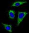 Fibroblast Growth Factor Receptor 1 antibody, M00098-1, Boster Biological Technology, Immunofluorescence image 