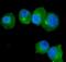 S100 Calcium Binding Protein A9 antibody, PB9678, Boster Biological Technology, Immunofluorescence image 