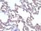 Moesin antibody, orb388445, Biorbyt, Immunohistochemistry paraffin image 