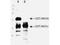 Inhibitor of growth protein 1 antibody, TA319418, Origene, Western Blot image 