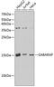 GABA Type A Receptor-Associated Protein antibody, GTX64449, GeneTex, Western Blot image 