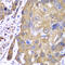 Peroxiredoxin 1 antibody, LS-C331721, Lifespan Biosciences, Immunohistochemistry paraffin image 