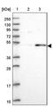Required For Meiotic Nuclear Division 5 Homolog A antibody, PA5-61330, Invitrogen Antibodies, Western Blot image 