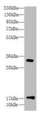 Transmembrane Protein 91 antibody, A63672-100, Epigentek, Western Blot image 