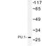 Spi-1 Proto-Oncogene antibody, LS-C177119, Lifespan Biosciences, Western Blot image 