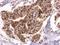 High Mobility Group Box 2 antibody, GTX129469, GeneTex, Immunohistochemistry paraffin image 