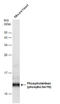 Phospholamban antibody, GTX132817, GeneTex, Western Blot image 