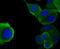 WASP Like Actin Nucleation Promoting Factor antibody, NBP2-75599, Novus Biologicals, Immunocytochemistry image 