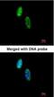 CDC28 Protein Kinase Regulatory Subunit 2 antibody, NBP1-33404, Novus Biologicals, Immunocytochemistry image 