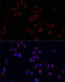 Perilipin 2 antibody, 22-096, ProSci, Immunofluorescence image 
