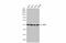 PIN2 antibody, GTX106349, GeneTex, Western Blot image 