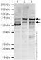 Mitochondrial Antiviral Signaling Protein antibody, ab31334, Abcam, Western Blot image 